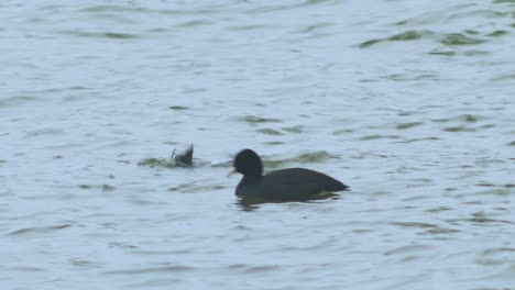 Eurasian-coot-flock-swimming-in-the-water-and-looking-for-food,-overcast-day,-distant-closeup-shot