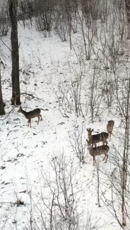 vertical top down aerial drone view of roe deer walking through a snow covered forest, searching for food among tree branches in a stunning winter wildlife scenery. hunting in nature.