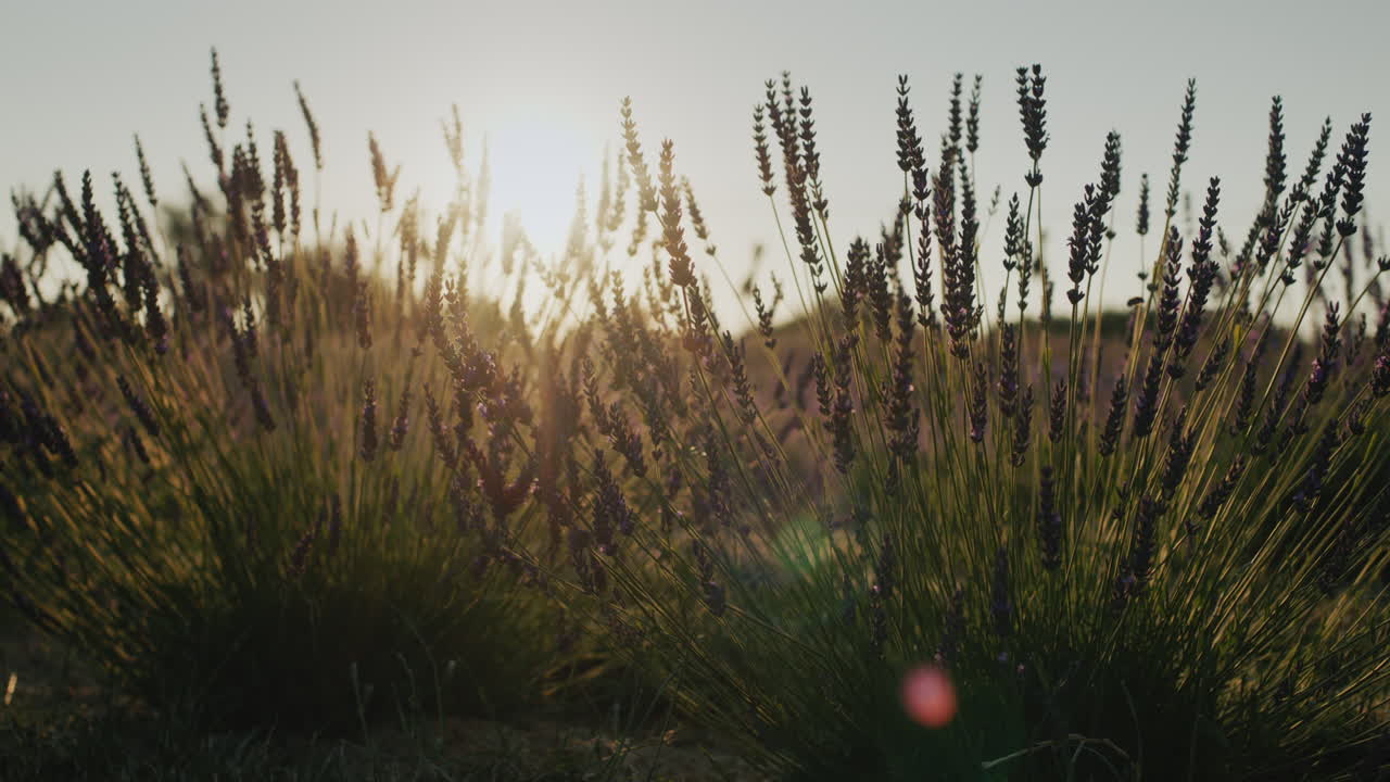 fila de arbustos de lavanda al atardecer