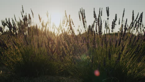 Row-of-lavender-bushes-at-sunset