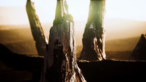 logs-and-trunks-after-the-forest-fire