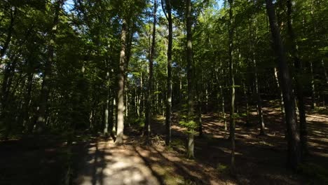 punto de vista camina hacia el idílico bosque arbolado kdurante soleado