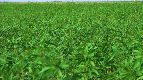 Vastas-Hectáreas-De-Plantas-De-Cáñamo-Cultivadas-A-Escala-Comercial-Para-La-Producción-De-Aceite-De-Cáñamo