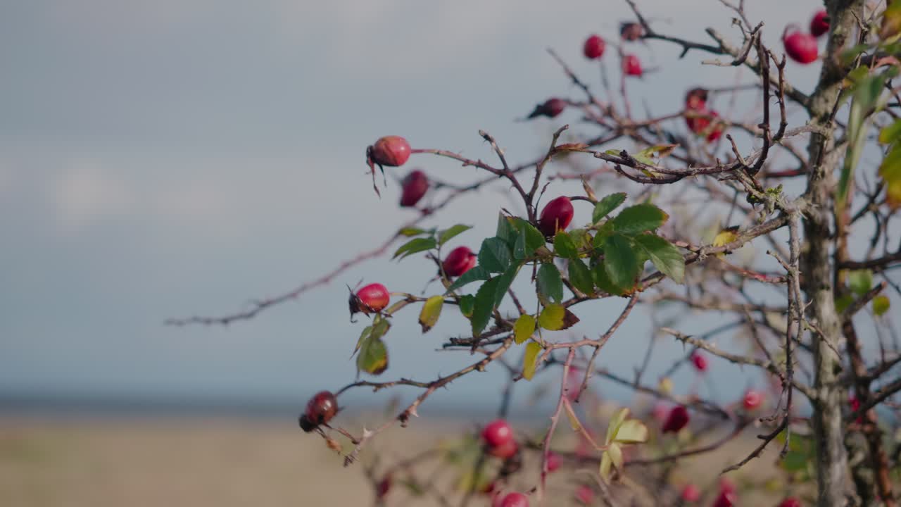 멋진 시계를 가진 남성 손이 장미 엉덩이 과일을 선택합니다 - 정적 클로즈업