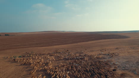 Shepherd-in-an-orange-sunrise-with-his-sheep,-found-in-a-dry-desert-area-without-grass-#4-Pullback-reveal-shot-1