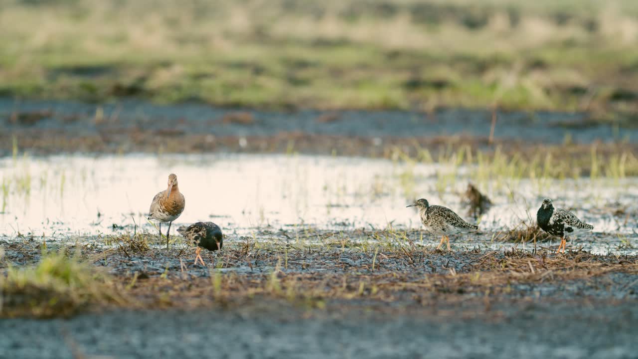 습지에서 봄철 이동하는 동안 멍과 검은 꼬리 도요새 떼가 먹이를 먹고 쉬고 있습니다.