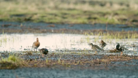 a flock of ruffs and black tailed godwit feeding and resting during spring migration in wetlands