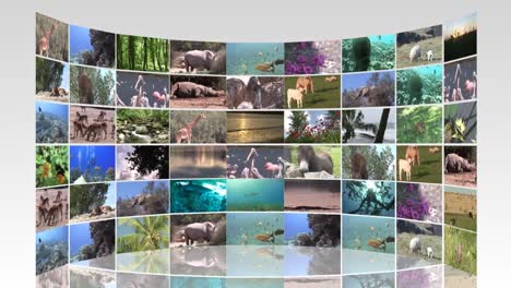 Montage-of-wildlife-footage