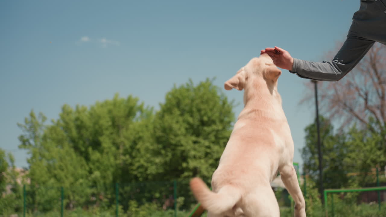 labrador emocionado juega en el campo, perro alegre salta para alcanzar la pelota, labrador activo corre por el cielo abierto durante el juego, perro vibrante salta alto mientras su dueño se prepara para lanzar el juguete