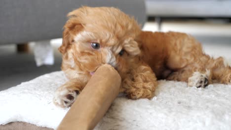 front view of caramel brown cavapoo cavoodle puppy dog playing with toy on bed, lifts paw to hold while chewing