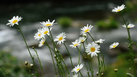 meadow with daisy flowers growing beside a river