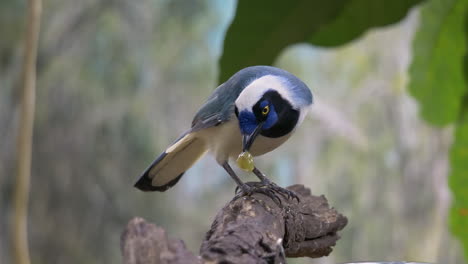 Close-up-shot-of-wild-Green-Jay-or-Cyanocorax-Yncas-perched-on-branch-and-eating-berry