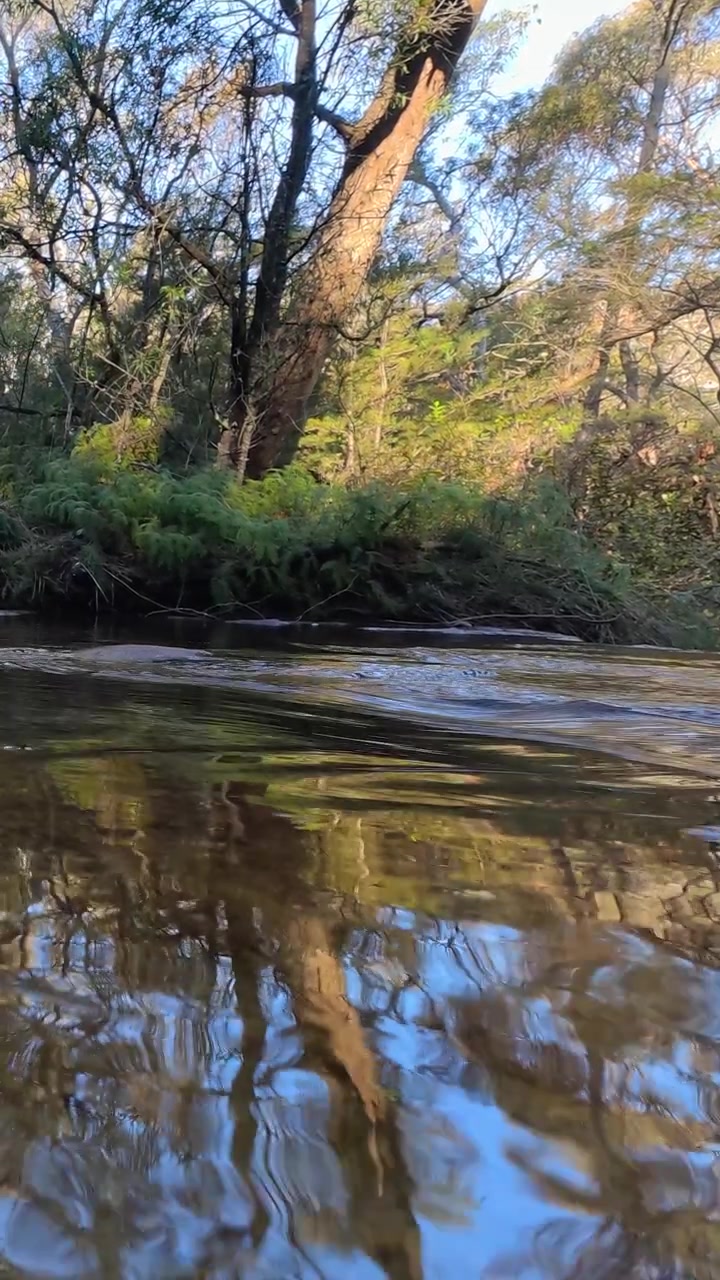 Inquadratura statica di alberi di eucalipto che si riflettono sull'acqua increspata del fiume nel Parco Nazionale delle Blue Mountains