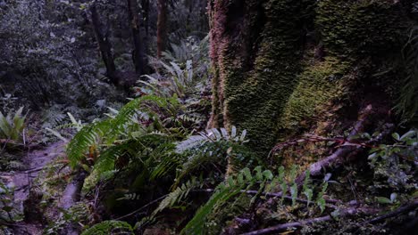 slow glide past moss covered tree stump and ferns in damp rainforest