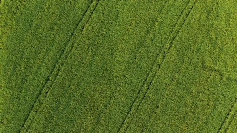 aerial view of a green field