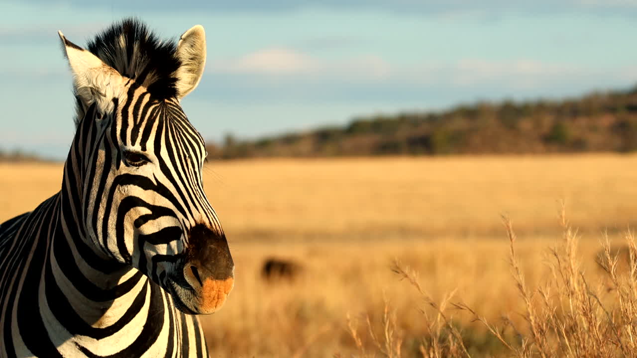 Close-up on face of lone Burchell's zebra resting in sunset rays in veld