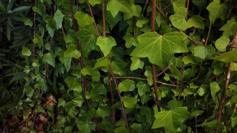 Vides-De-Hiedra-Verde-Se-Balancean-En-El-Viento,-Primer-Plano-De-Detalle-De-Fondo-De-La-Planta