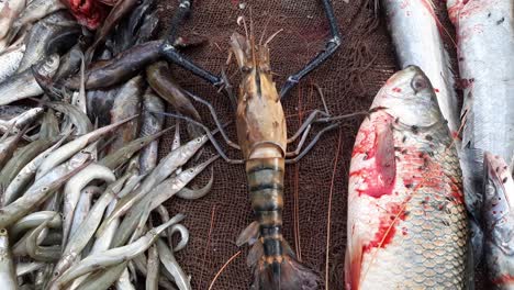 Top-view-of-a-variety-of-fresh-fish-and-seafood,-Seafood-lobster-platter-in-a-market-stall-India