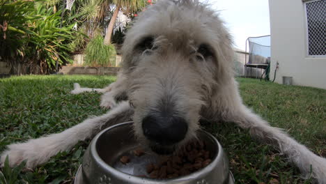 Close-up-of-hairy-dog-eating-wet-and-dry-food-from-a-bowl-in-the-back-yard