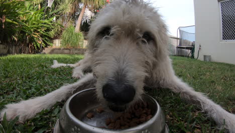 cerca de un perro peludo comiendo comida húmeda y seca de un tazón en el patio trasero