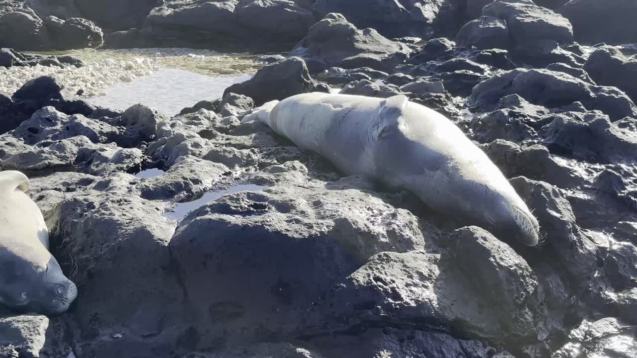 하와이 의 오아후 의 바위 가 있는 해안 에서 휴식 하고 있는 한  의 하와이 수도자 해파리