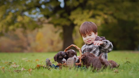 asian toddler playing with puppies in the park