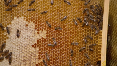Beautiful yellow honeycombs filled with liquid shiny organic honey. Some of the cells are already sealed. Bees crawl by the frame.