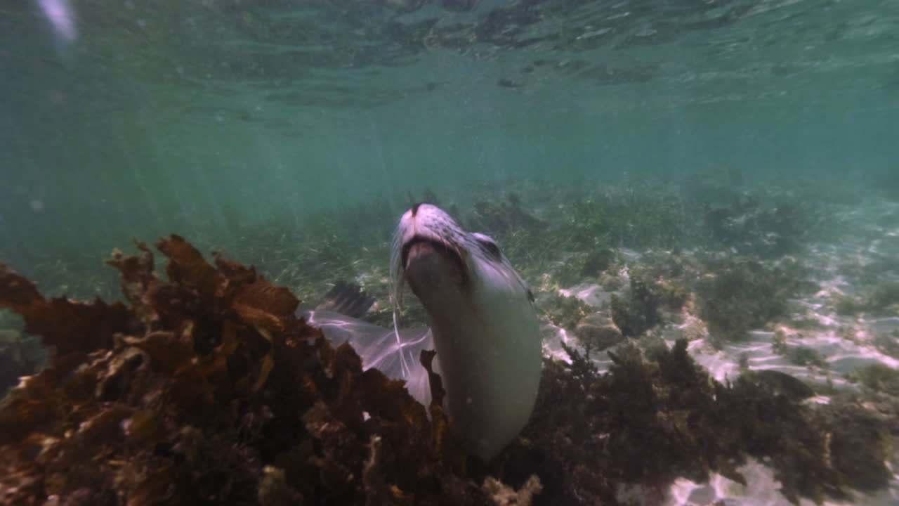 lindo león marino posando en cámara entre arrecifes de coral bajo el agua del océano