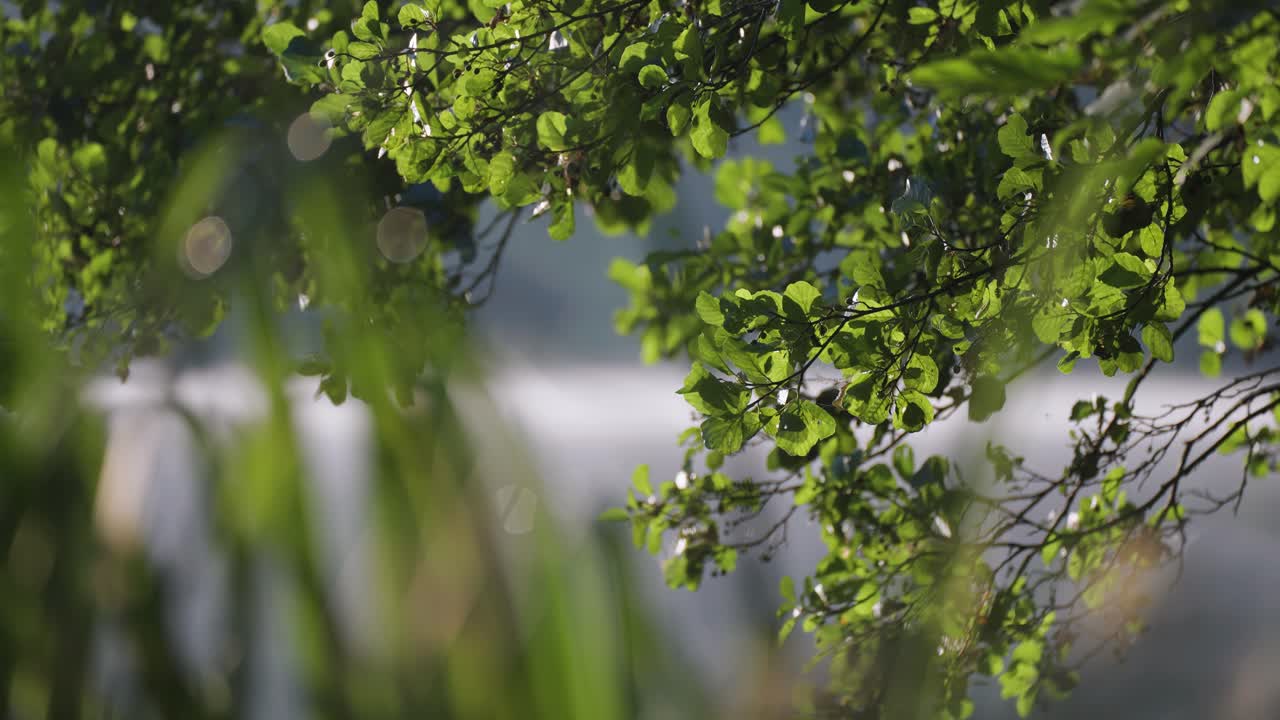 초록색 잎으로  ⁇ 인 가지가 호수의 조용한 물에 반사됩니다.