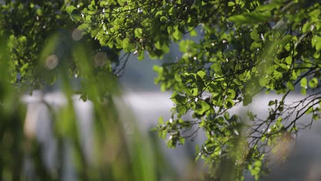 Branches-covered-with-green-leaves-are-reflected-in-the-still-waters-of-the-lake