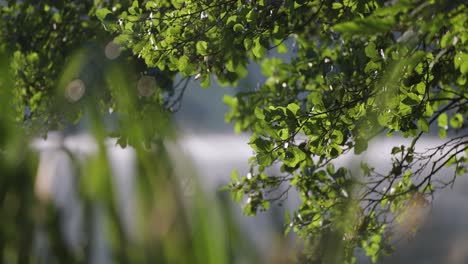 Las-Ramas-Cubiertas-De-Hojas-Verdes-Se-Reflejan-En-Las-Tranquilas-Aguas-Del-Lago.