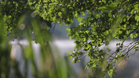las ramas cubiertas de hojas verdes se reflejan en las aguas tranquilas del lago