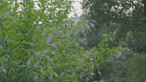 Mariposas-Y-Abejas-Ocupadas-Dentro-De-Las-Flores