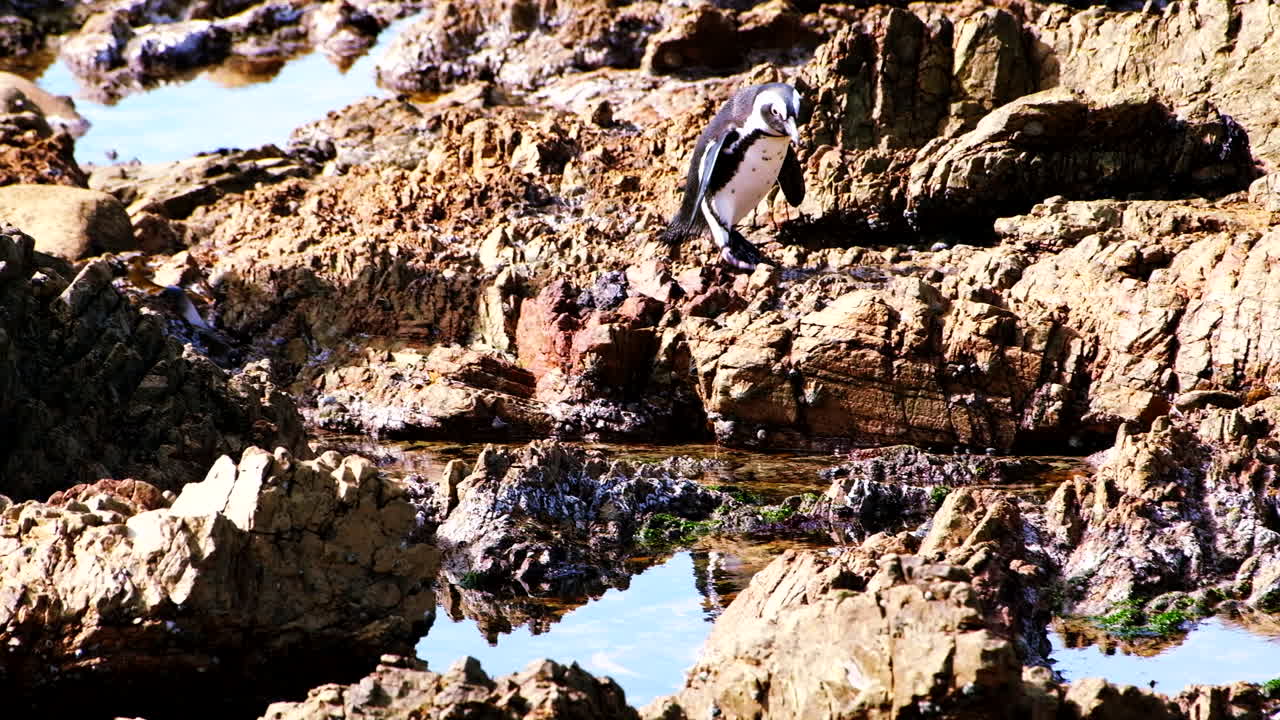 Banded Cape penguin navigates jagged coastal rocks, jumps into shallow rock pool