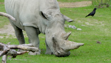 Strong-powerful-Ceratotherium-Simum-eating-fresh-grass-of-meadow,close-up-shot