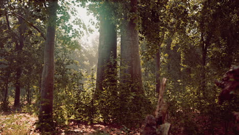 Sun-beams-through-thick-trees-branches-in-dense-green-forest