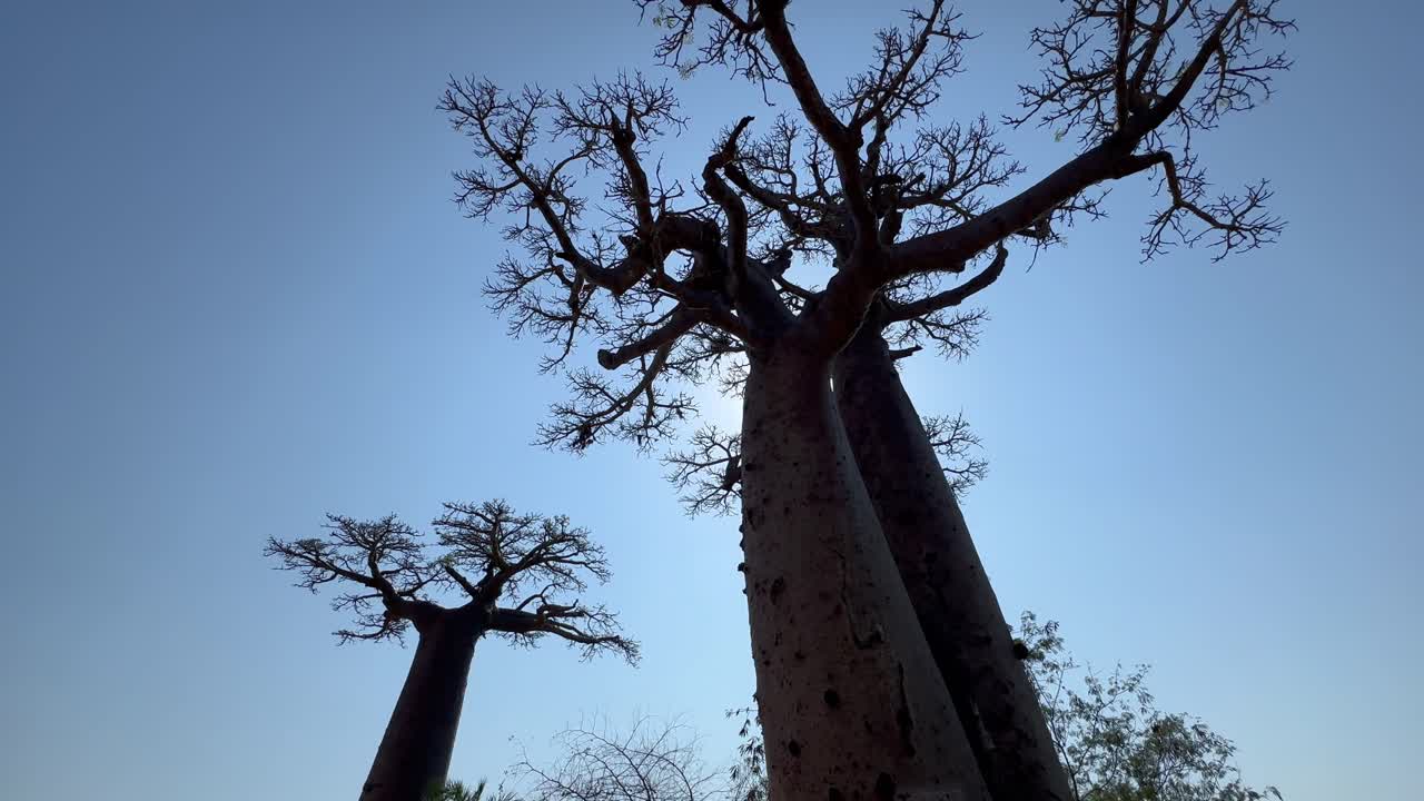 Vista dal basso dei baobab sul Viale dei Baobab in Madagascar