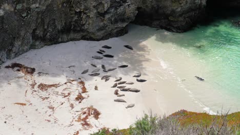 Ultra-slow-motion-shot-of-seals-on-the-beach-in-China-Cove-at-Point-Lobos-State-Natural-Reserve,-California,-USA