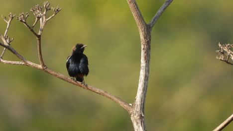 indian robin . bird - relaxing