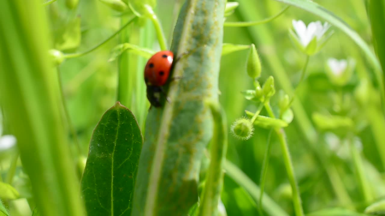 Ladybug against a grass. The ladybug creeps on a grass