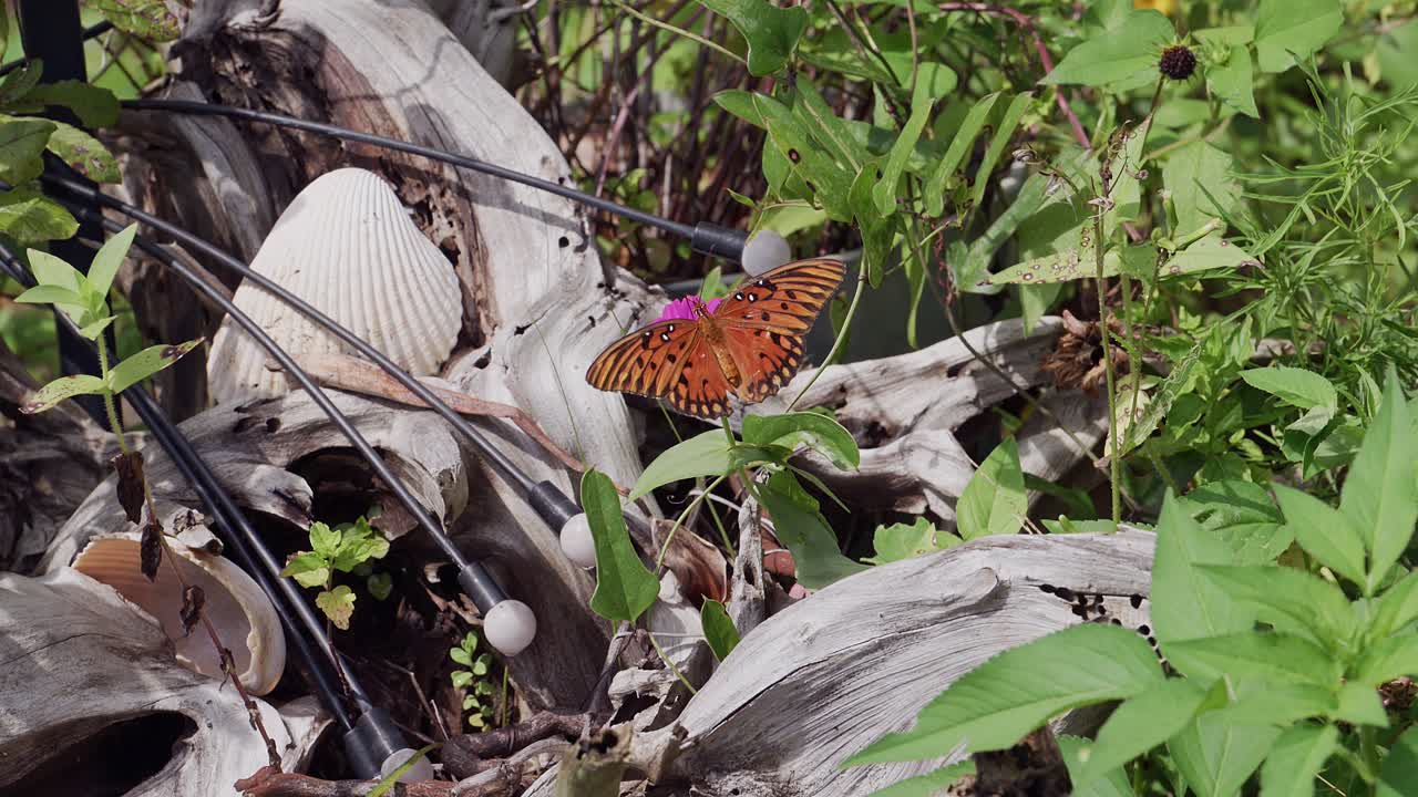 A close-up slow motion shot of a Gulf fritillary butterfly feeding on a zinnia flower, with driftwood in the garden background on a bright sunny day