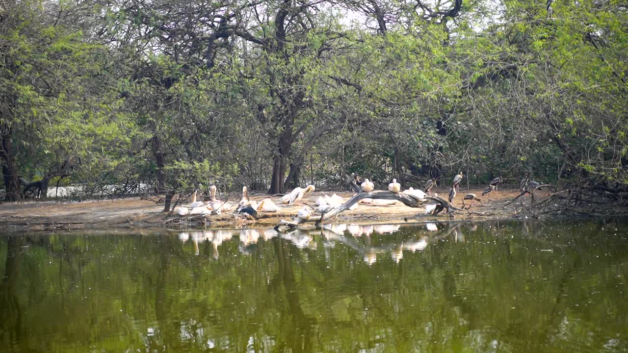 동물과 야생 동물은 전통적으로 길들여지지 않은 동물 종을 의미합니다-6
