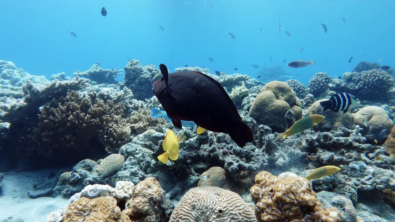푸른 수중 배경에서 산호초 위를 헤엄치는 다채로운 열대 암초 어종 - 클로즈업 샷