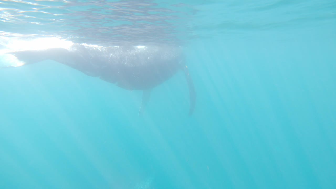 Humpback Whale Swimming Under Sea Surface In Cabo Pulmo, Baja California Peninsula. Mexico. underwater