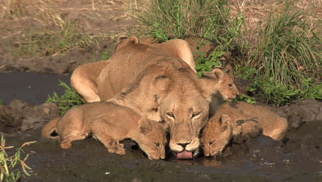 una leona bebe agua de un pequeño charco con sus cachorros