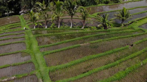 newly planted rice fields on a hill, aerial view of agruculture land with palm trees and a river