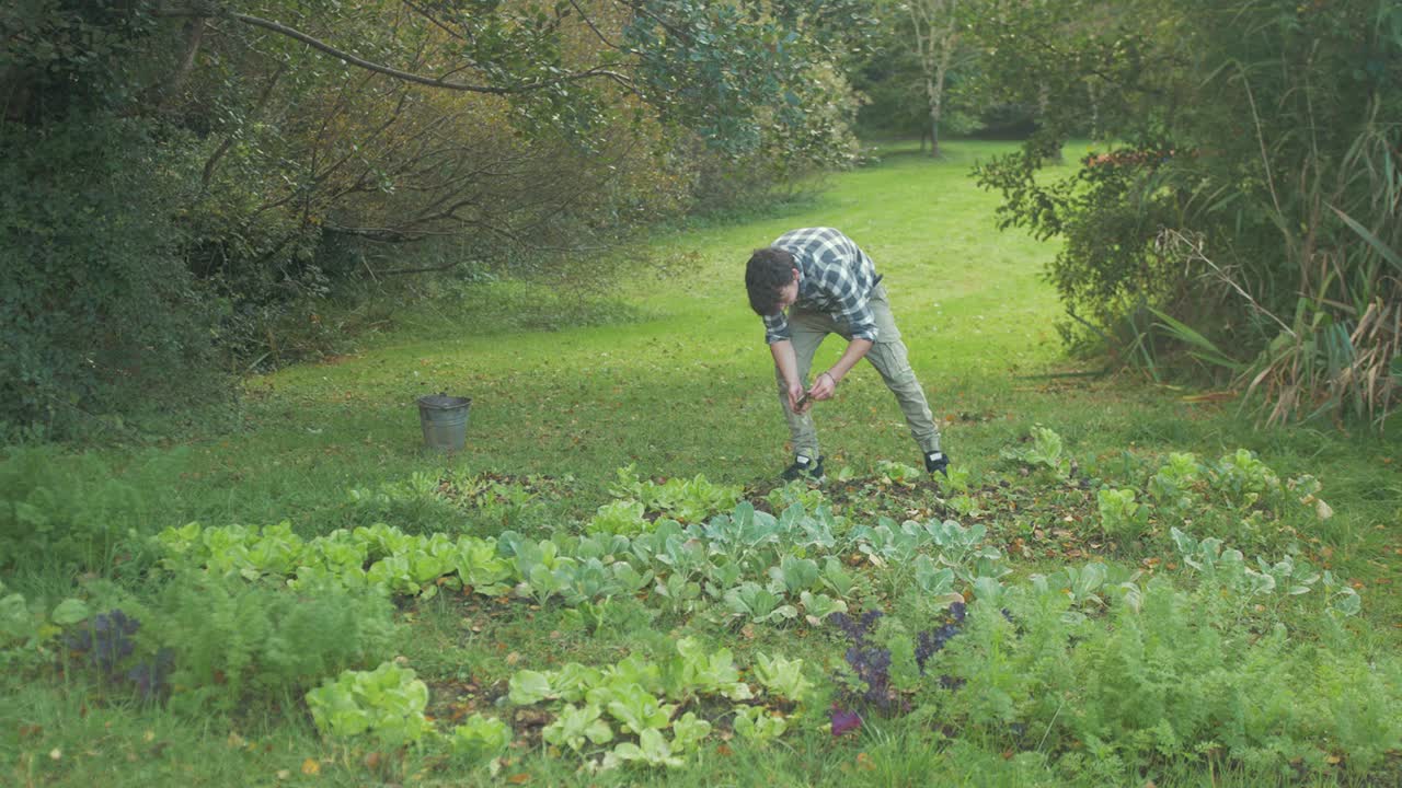 joven cosechando nabos cultivados orgánicamente en el jardín