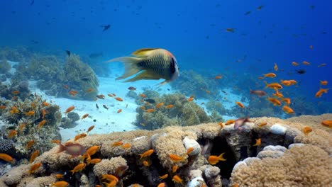 Napoleón-Slingjaw-Nadando-En-El-Hermoso-Arrecife-De-Coral