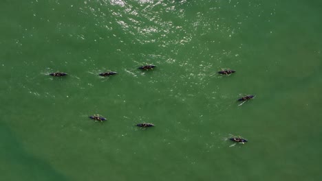 Toma-Aérea-De-Arriba-Hacia-Abajo-Del-Equipo-De-Kayak-Profesional-Remando-En-El-Océano-Atlántico-Verde-A-La-Luz-Del-Sol