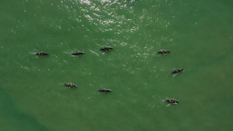 toma aérea de arriba hacia abajo del equipo de kayak profesional remando en el océano atlántico verde a la luz del sol